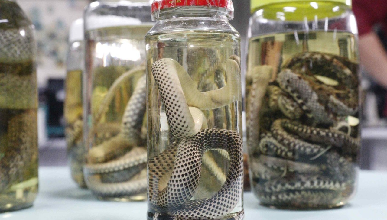 Amazonas registra mais de mil acidentes com animais peçonhentos no primeiro trimestre de 2026