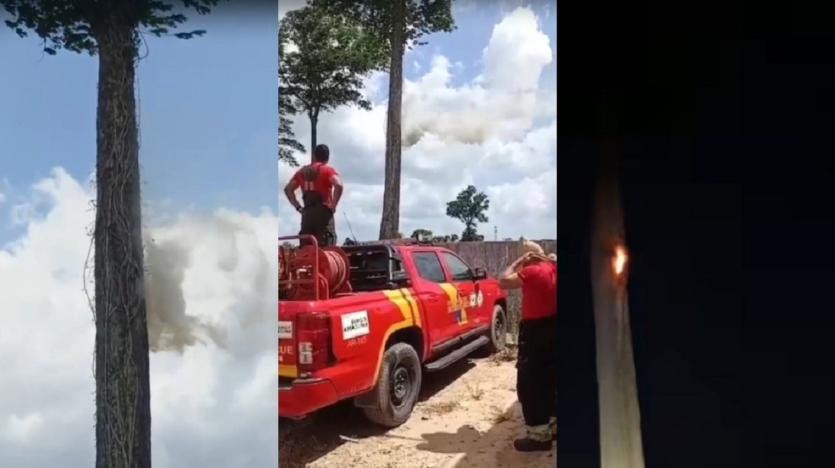 VÍDEO: fumaça saindo de castanheira chama atenção e mobiliza bombeiros no PA; especialista explica causas