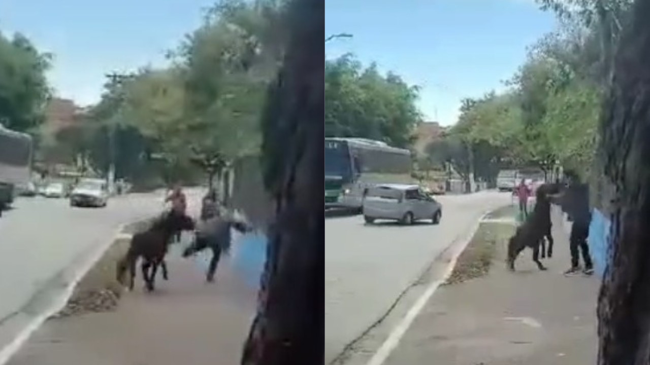 VÍDEO: moradores relatam ataques de cavalo solto em rua do Jaraguá, na Zona Norte de SP