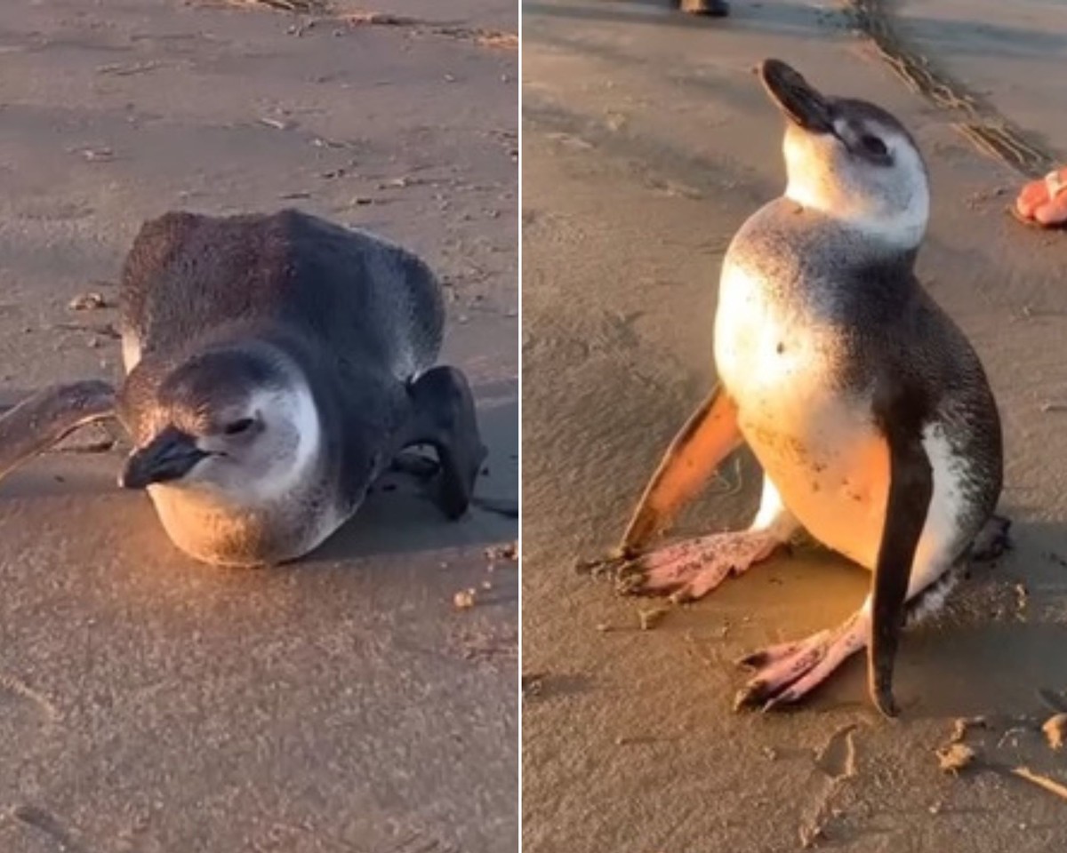 Pinguim-de-magalhães desidratado e com ferimentos é resgatado em praia ...