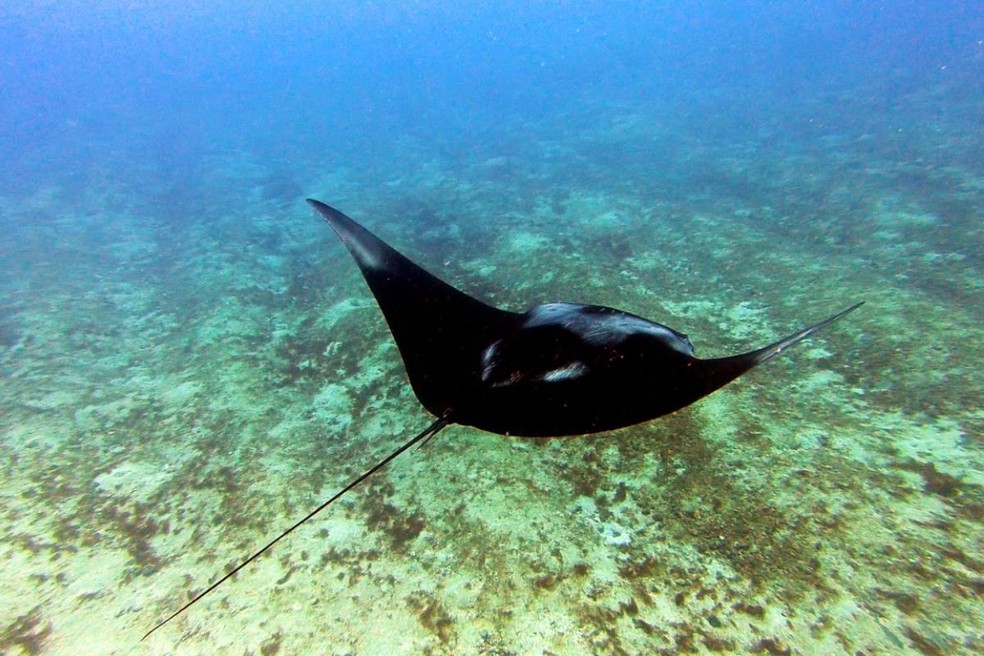 Terceira espécie de raia-manta é confirmada por pesquisadores brasileiros — Foto: Pedro Henrique C Pereira