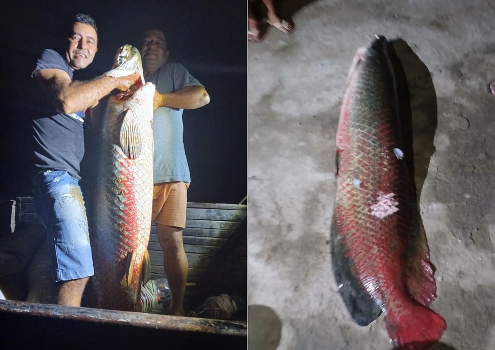 Peixe capturado em lagoa de Apodi pesava cerca de 60 kg, segundo pescador — Foto: Reprodução