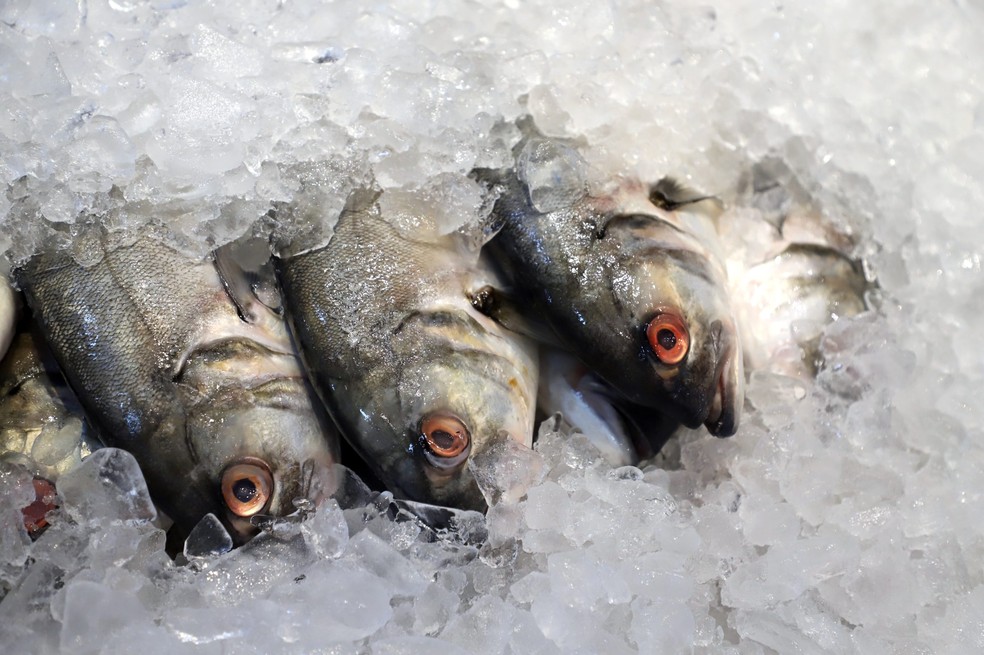 Pescados. — Foto: Divulgação/Decon