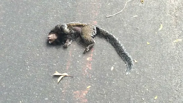 Macacos saguis são encontrados mortos em Floriano, Piauí, e suspeita é de  intoxicação, Piauí
