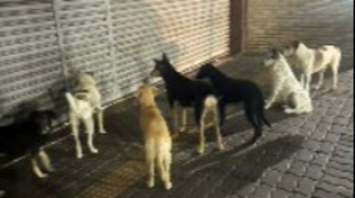 Homem abandona 7 cães na entrada do Madureira Shopping; polícia investiga caso