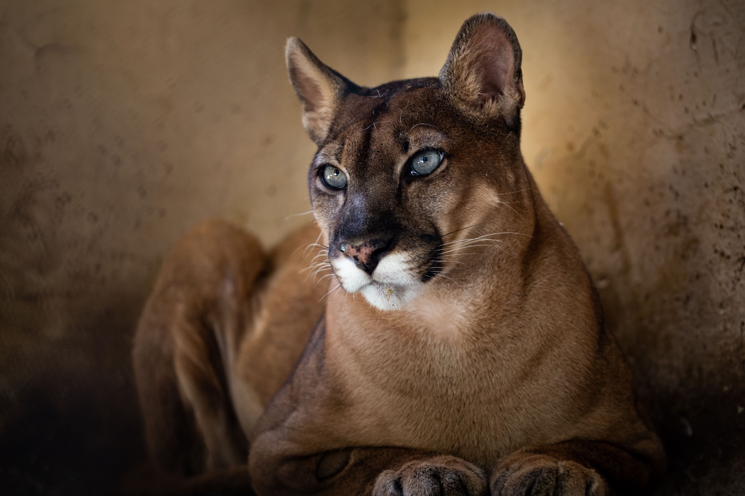 Onça-parda retorna ao Zoológico de Volta Redonda após cirurgia