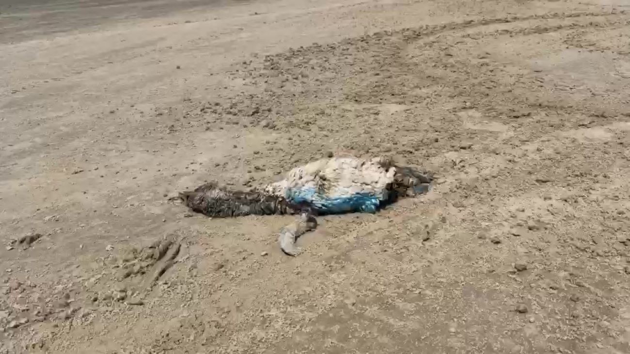 Pinguins são encontrados mortos em praia do Litoral Norte do RS