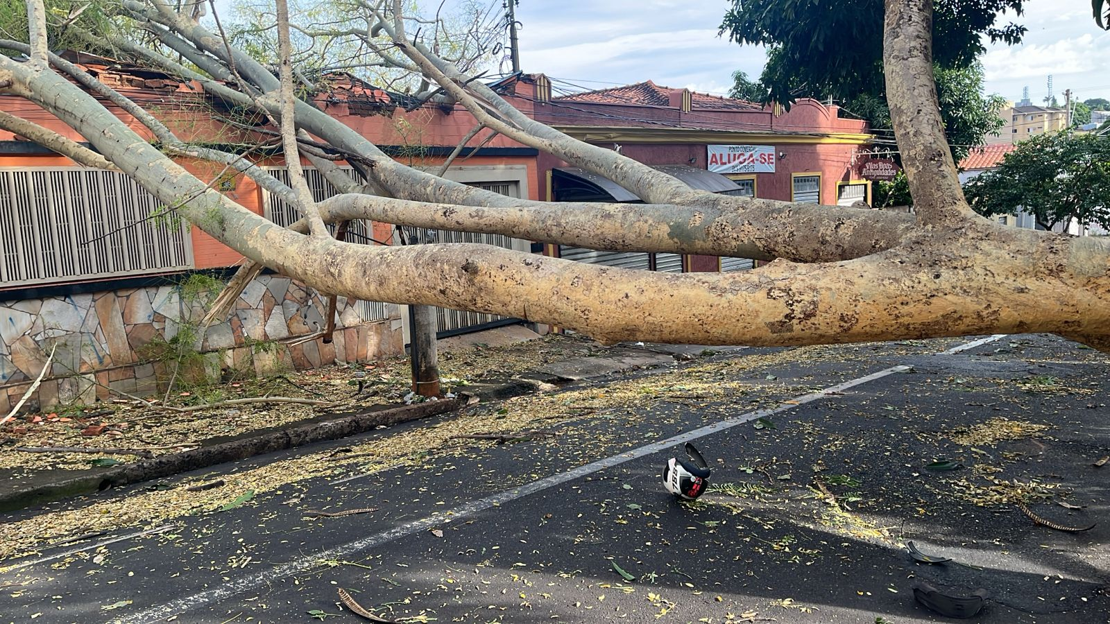 Motociclista ultrapassa fita zebrada e morre ao bater em árvore que despencou durante chuva em Uberaba