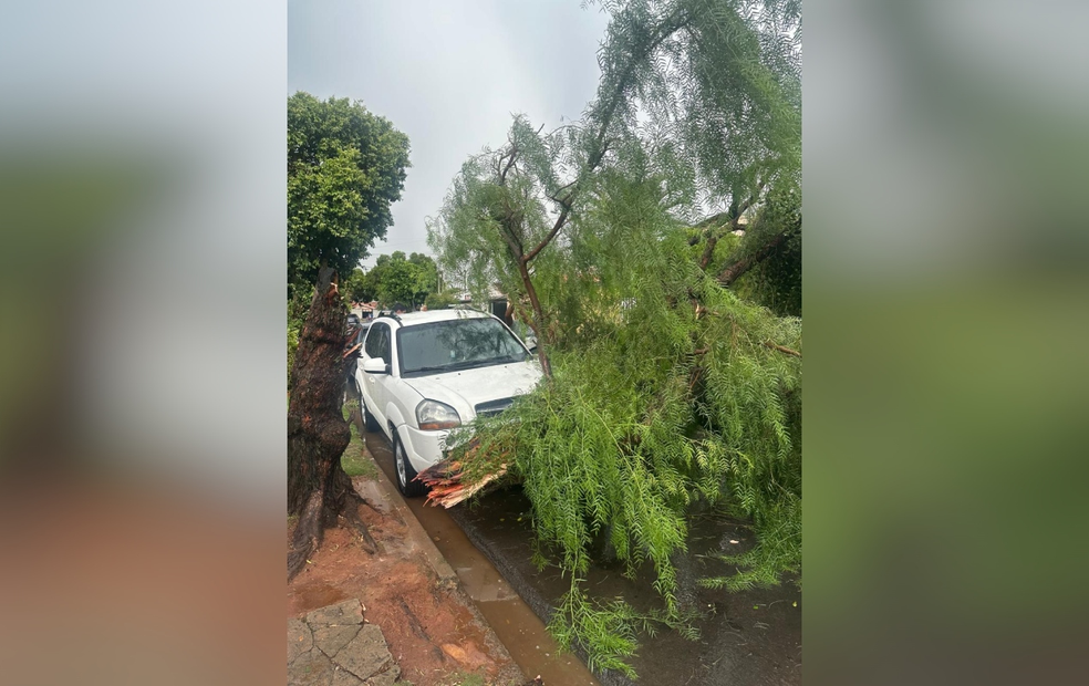 Uma árvore caiu sobre um carro estacionado na Praça da Bíblia em Cerquilho, na quinta-feira (1º) — Foto: Reprodução/Defesa Civil de Cerquilho