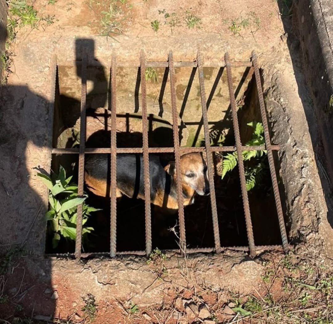 Vira-lata preso em bueiro é resgatado pelos bombeiros em Marau; veja vídeo 