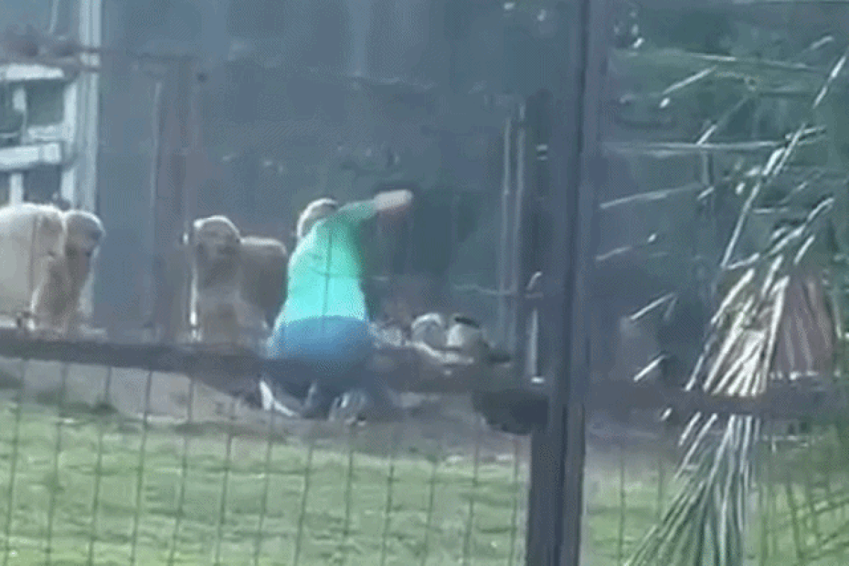 Vídeo mostra dona de hotel para pets agredindo cão hospedado no local; caso vai ao MP