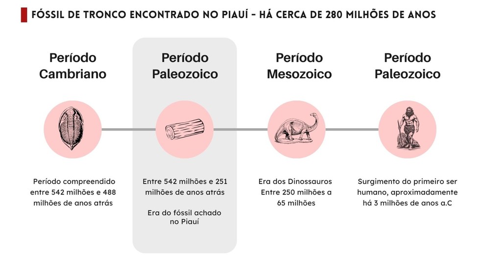 Linha do tempo fóssil de tronco encontrado no Piauí — Foto: Adelmo Paixão/g1