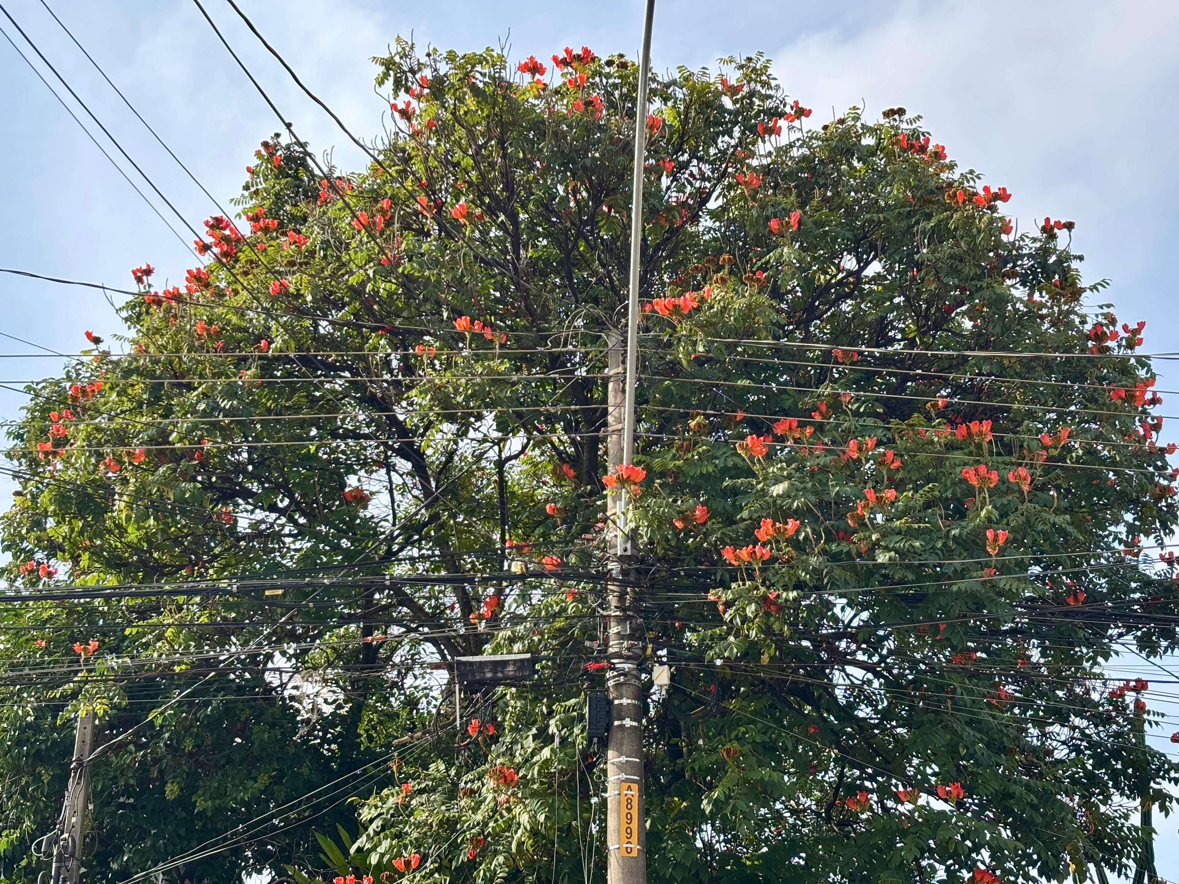 Entenda por que espécie de árvore considerada tóxica para abelhas pode ser proibida em Piracicaba