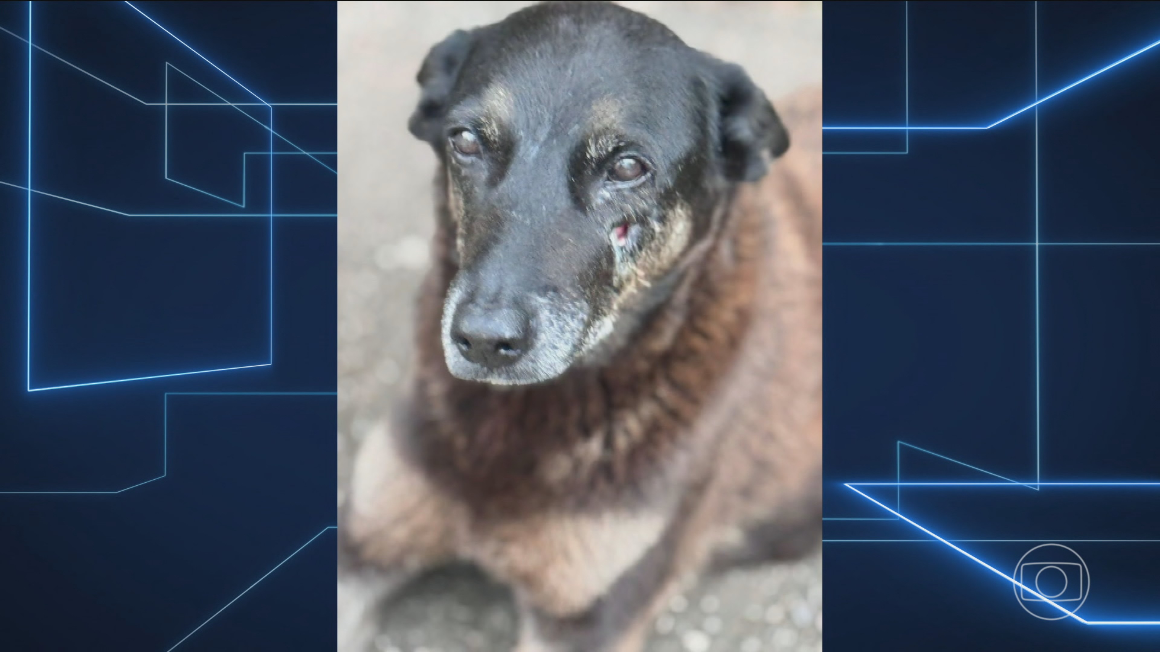 Caso Orelha: Ministério Público de Santa Catarina recebe inquérito que pede internação provisória de um adolescente