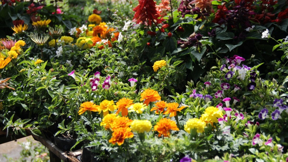 2 de 3
15º Ceagesp em Flores será realizado entre os dias 18 e 20 de setembro em Bauru (SP) — Foto: Lettera Comunicação/Divulgação