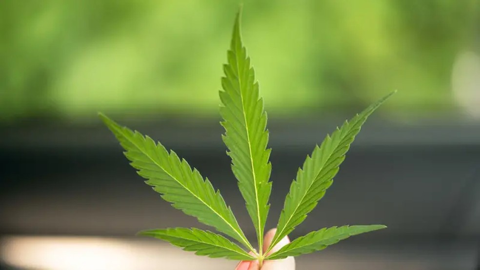 Maconha — Foto: GETTY IMAGES via BBC