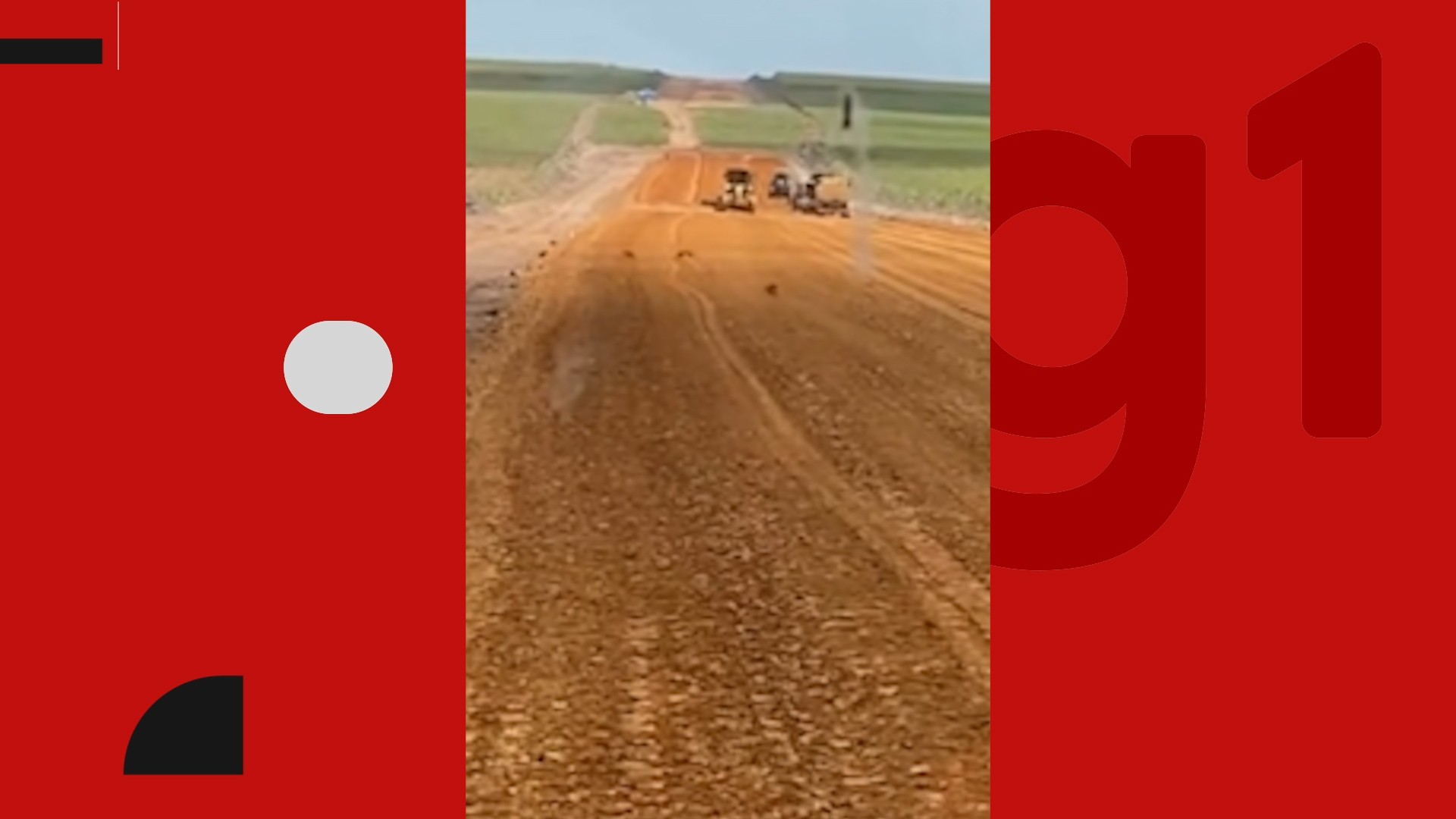 Após vídeo de macacos-pregos em obra da Ponte do Futuro, na Paraíba, MPF apura impactos ambientais