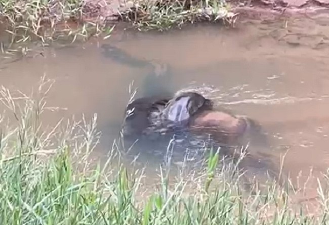 Sucuri de seis metros é resgatada em sítio de Junqueirópolis; VÍDEO