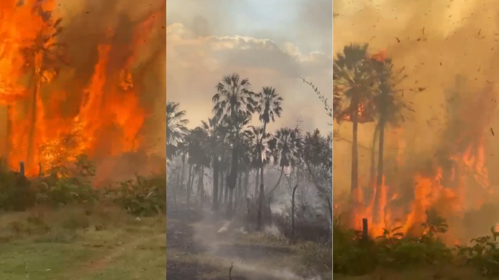 VÍDEO: Incêndio atinge área de vegetação em José de Freitas, no Piauí