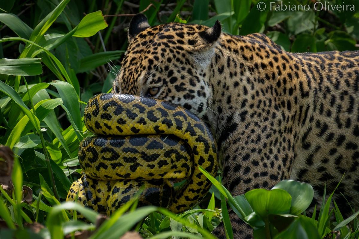 Sucuri se enrola no focinho de onça-pintada durante batalha no Pantanal de MT; imagens