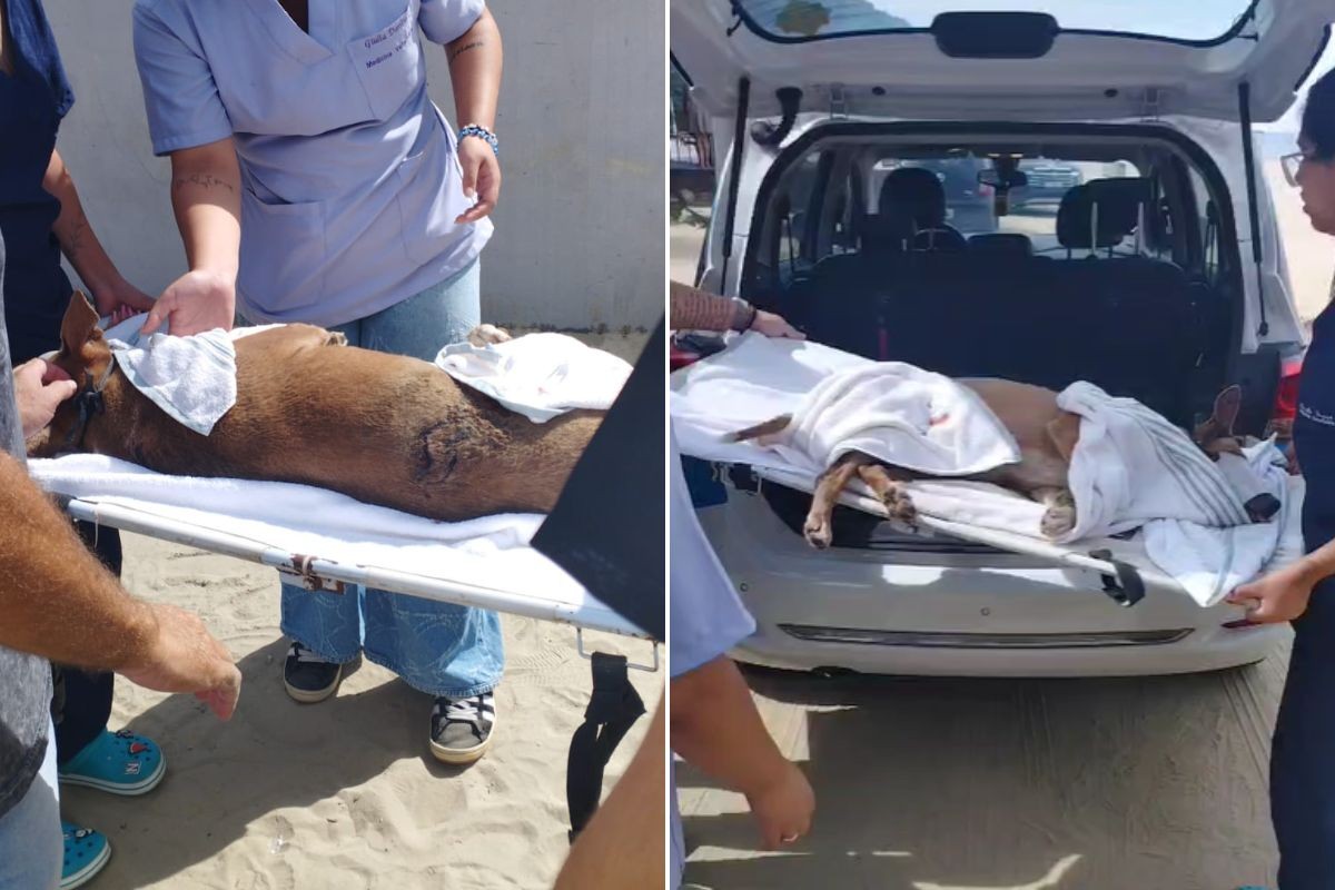 Cadela comunitária é esfaqueada em praia do litoral de SP; VÍDEO