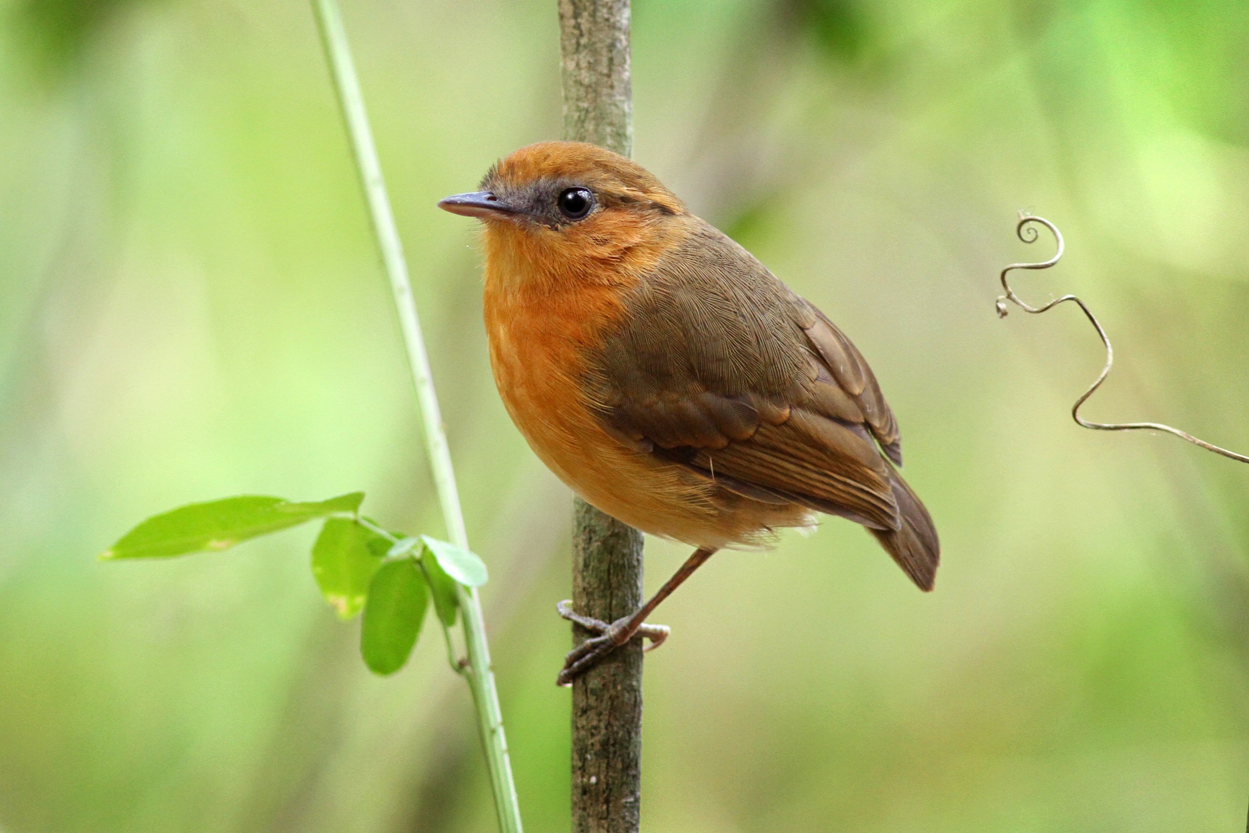 Ave ameaçada é reintroduzida na Serra da Aratanha, CE