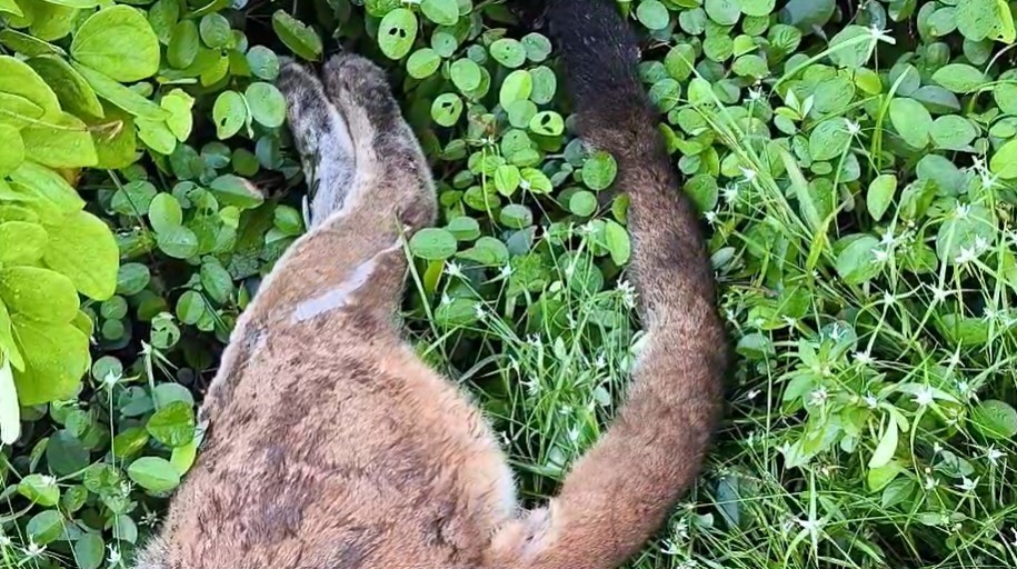 Onça-parda é atropelada na BR-174, próximo à Cachoeira da Onça no AM