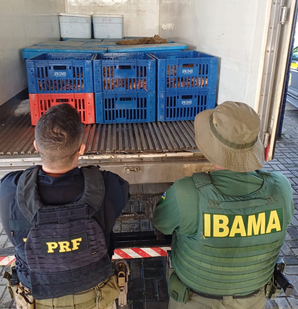 Carga ilegal de mais de 650kg de lagostas apreendida em Alhandra, na Paraíba — Foto: Ibama/PRF