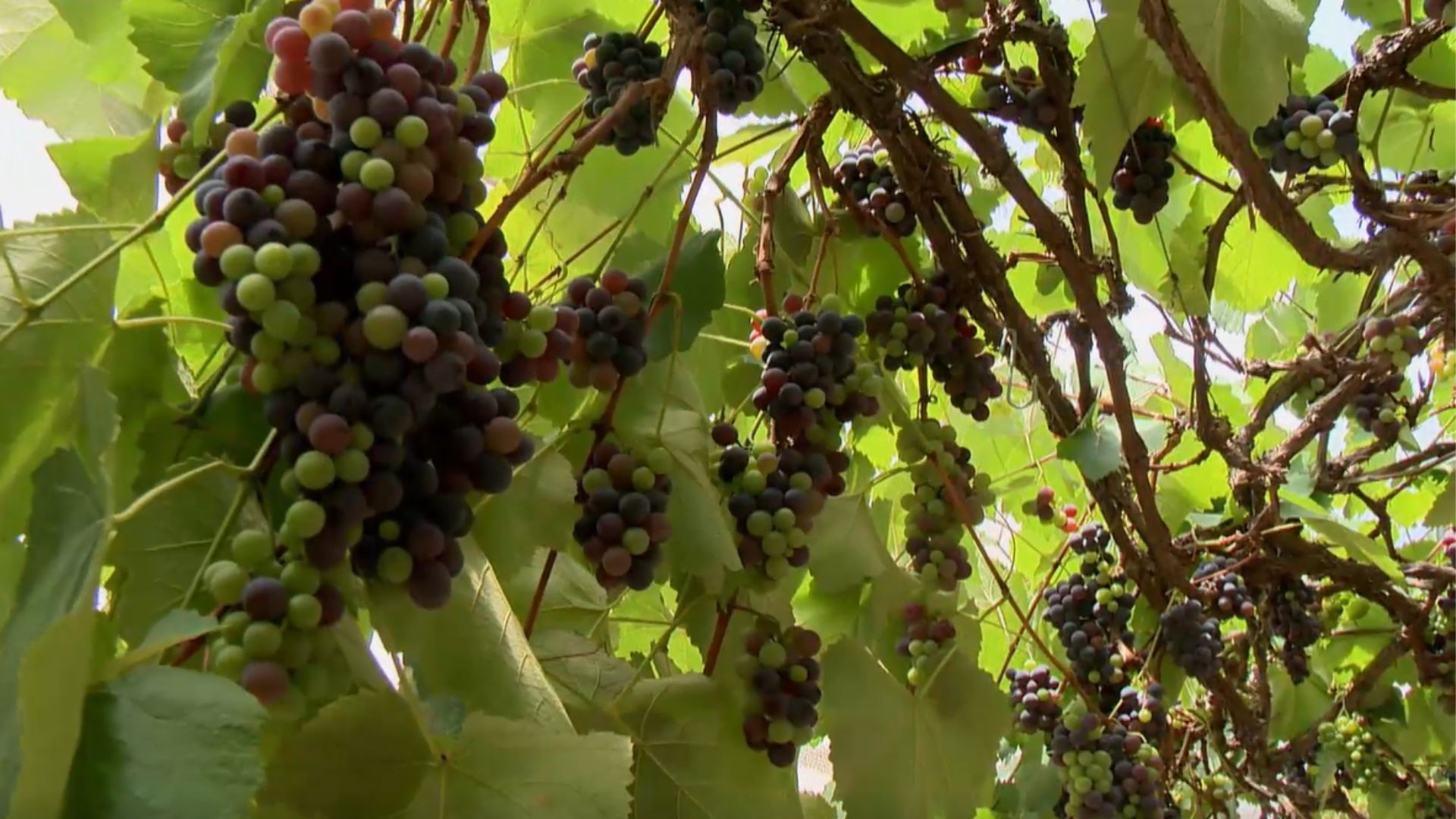 Parreira gigante produz 500 quilos de uva por ano, até 25 vezes mais do que uma videira comum