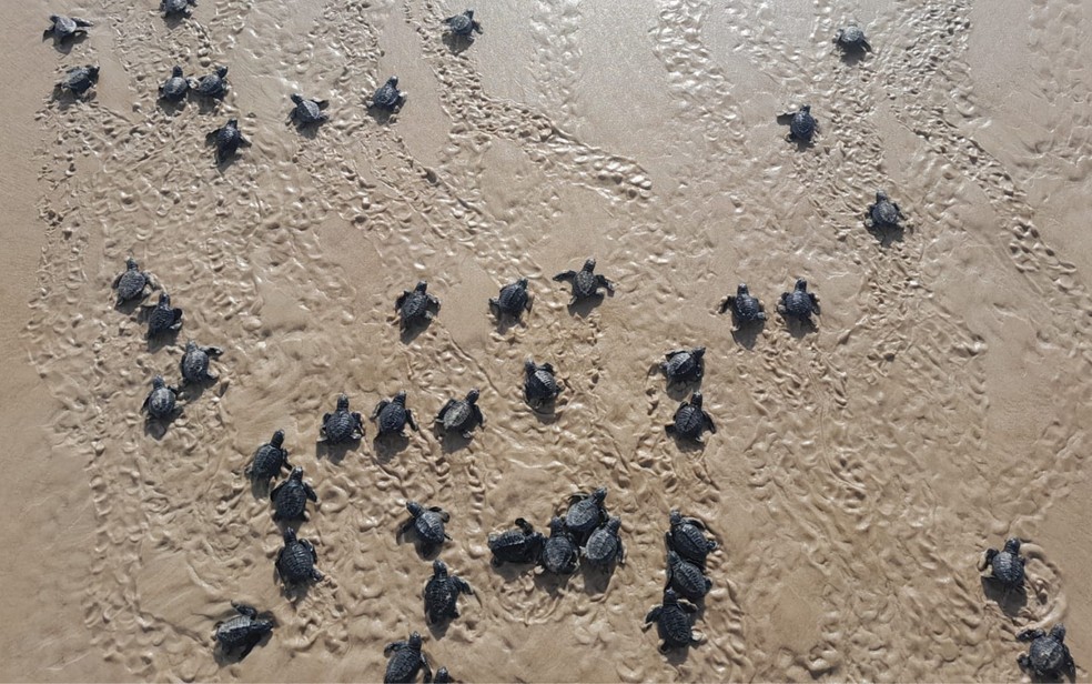 Tartarugas normalmente nascem durante devido a temperatura da areia — Foto: Ambipar Response