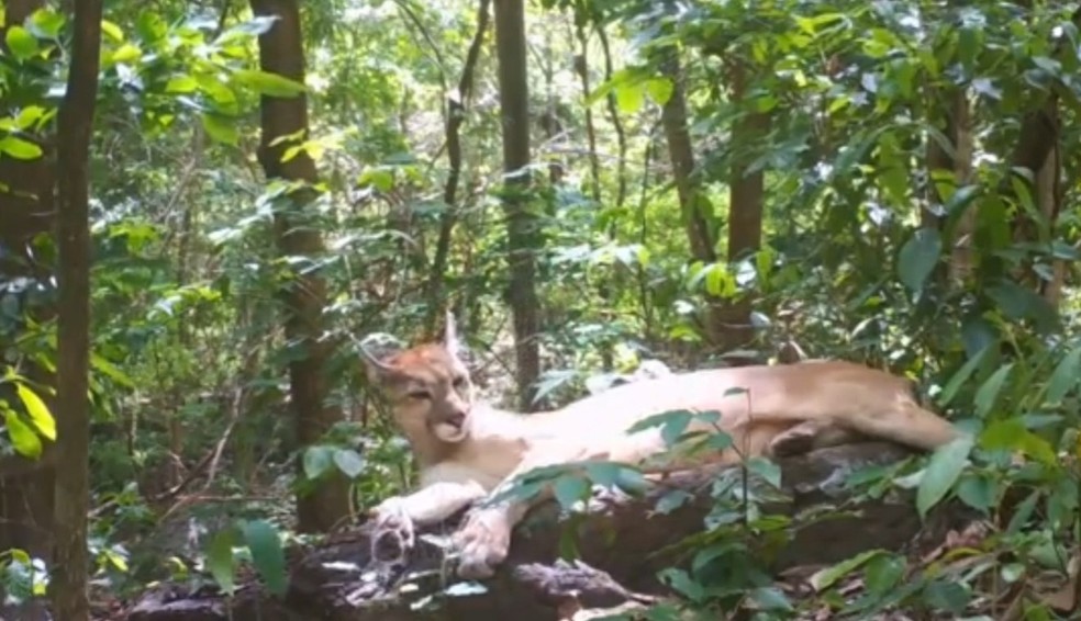 Onça-parda (Puma concolor) flagrada no Parque Nacional de Ubajara. — Foto: ONG Neoprego/Reprodução