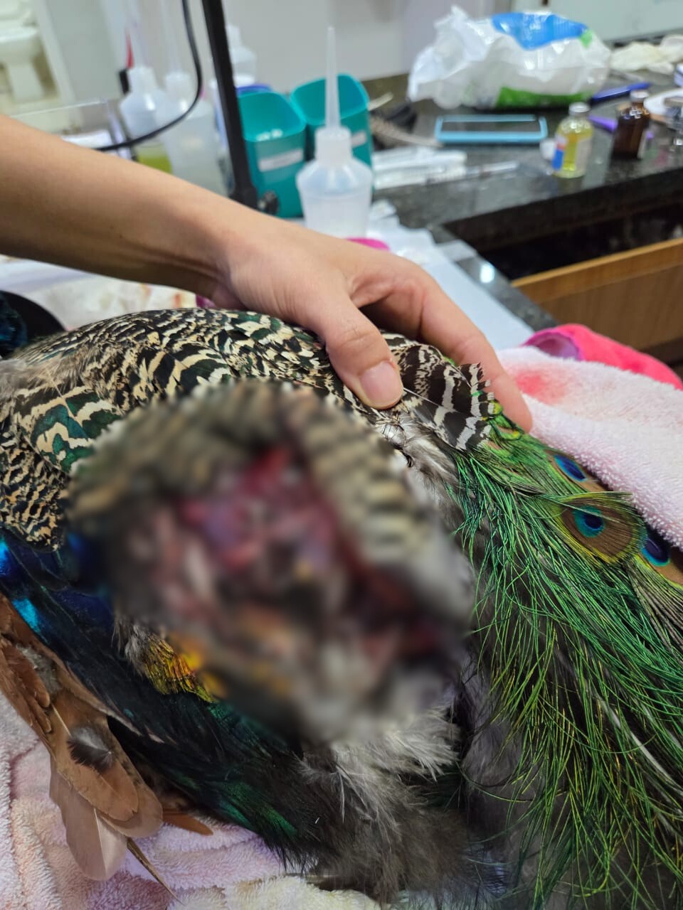 Cães invadem condomínio privado e atacam 'pavão comunitário' no DF; veja imagens