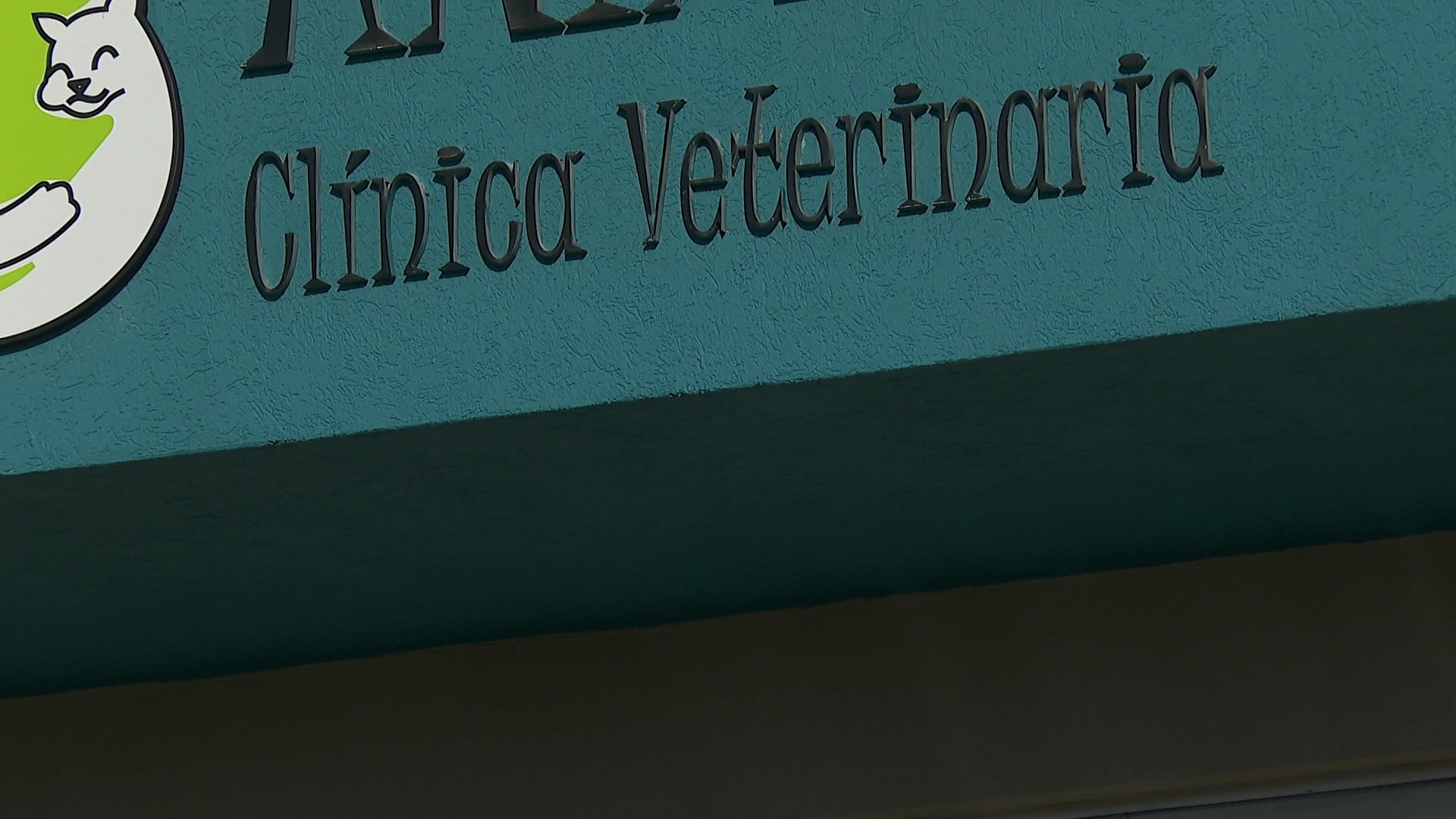 Gato em atendimento morre durante assalto a clínica veterinária em Ribeirão Preto