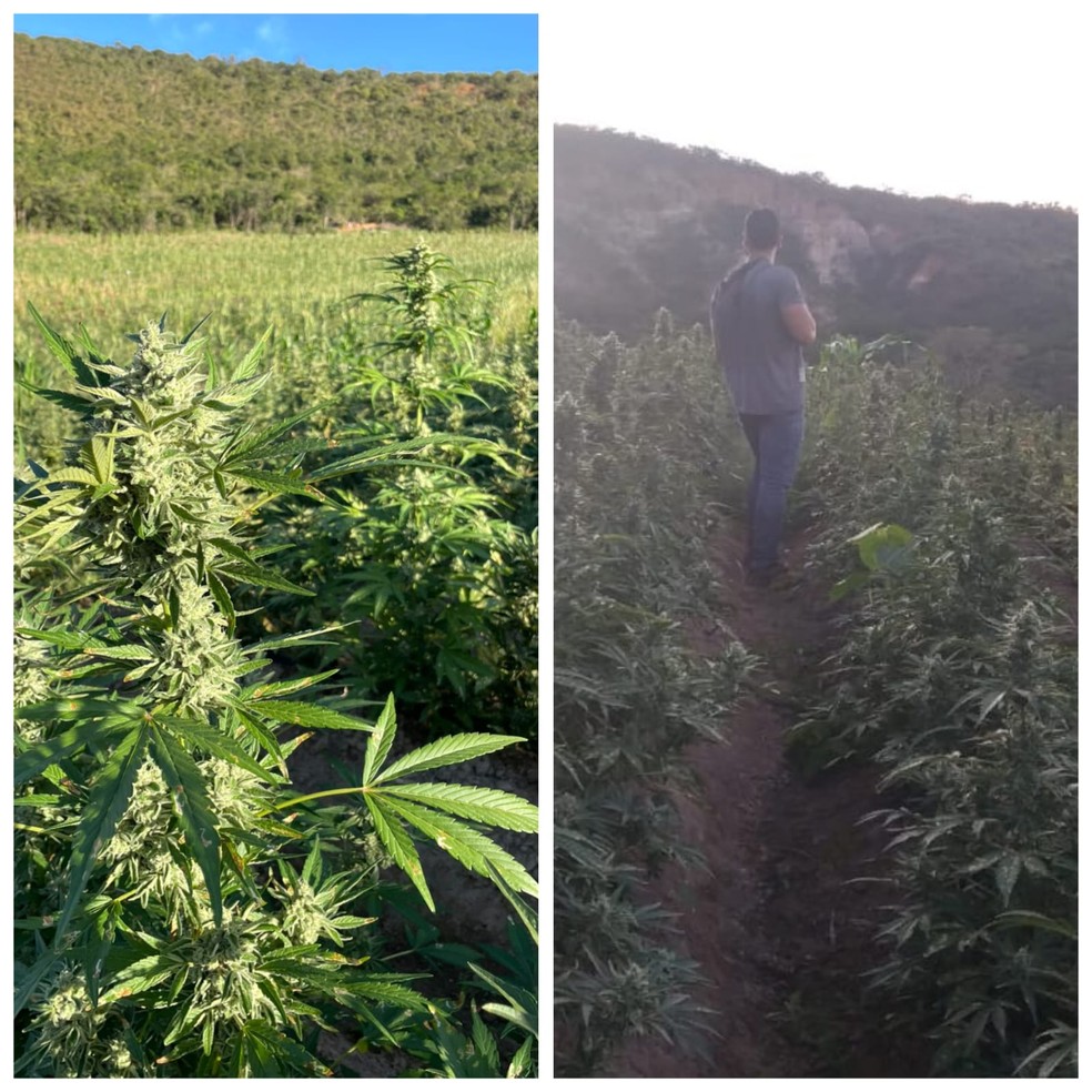 Plantação de maconha foi encontrada em Virgem da Lapa — Foto: Montagem/g1