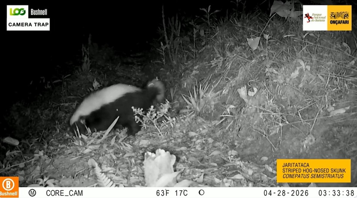 Queixada, jaritataca e onça-parda são registrados durante monitoramento de espécies no Parque Nacional do Itatiaia 