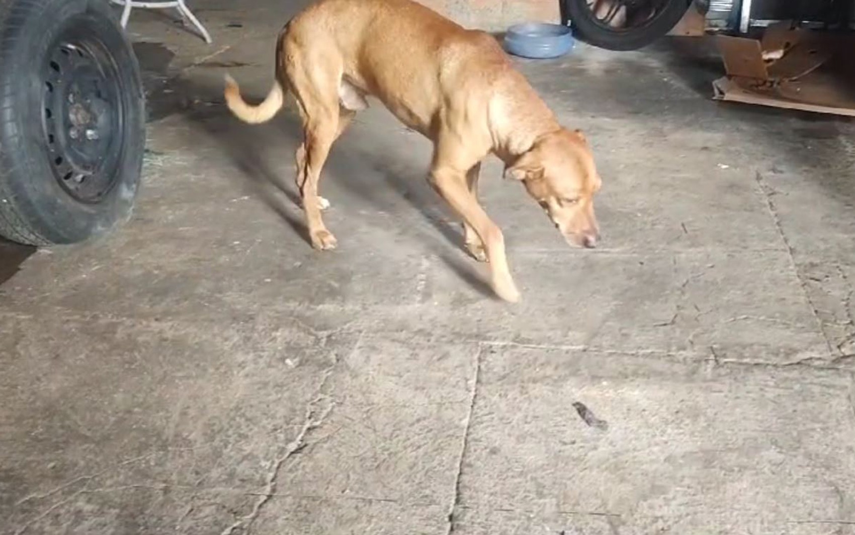 Ribeirão Preto sanciona lei que prevê multa de até R$ 50 mil em maus-tratos contra animais