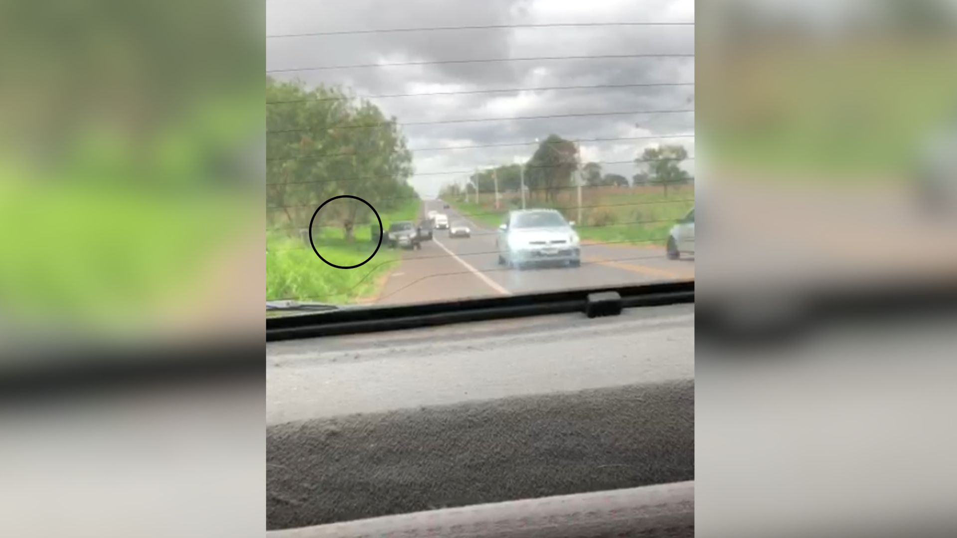 VÍDEO: gatos são abandonados às margens de rodovia no interior de SP