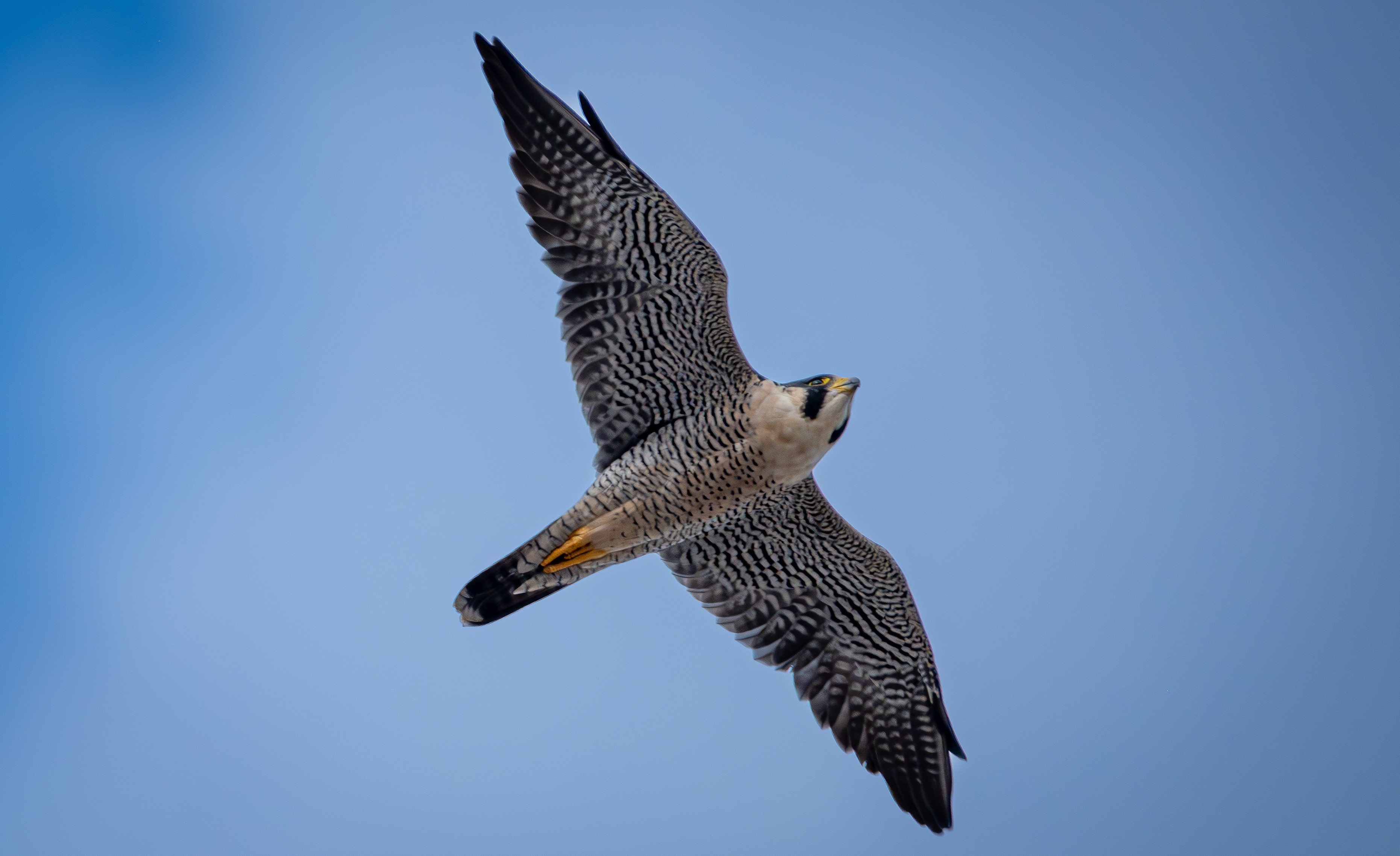 Você Não Tá Convidada pro Meu Bat Mitzvá!