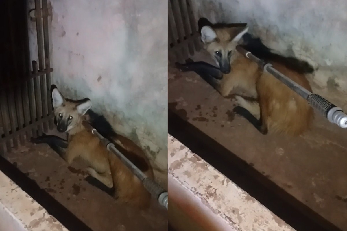 Lobo-guará vira 'visita ilustre' e é capturado em bairro de Campo Grande; veja vídeo