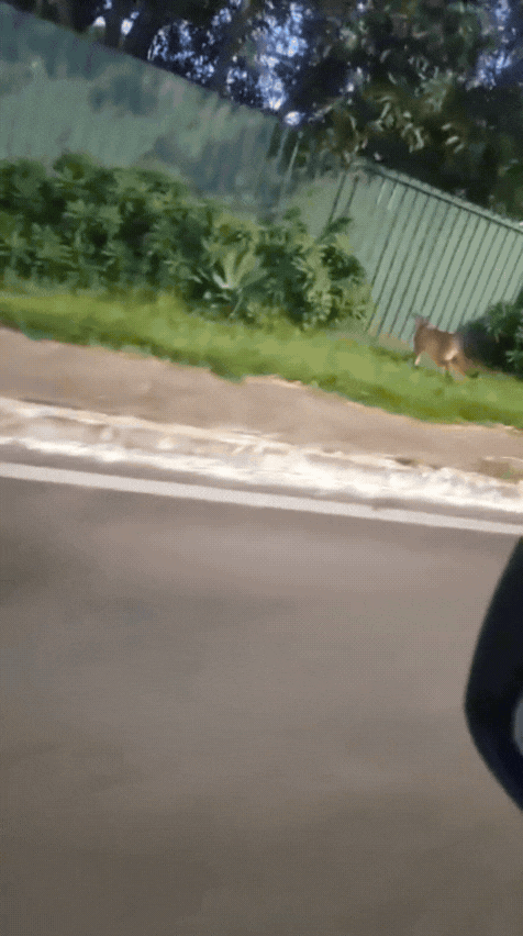 VÍDEO: Suposta onça é vista caminhando pelas ruas do Lago Norte, no DF