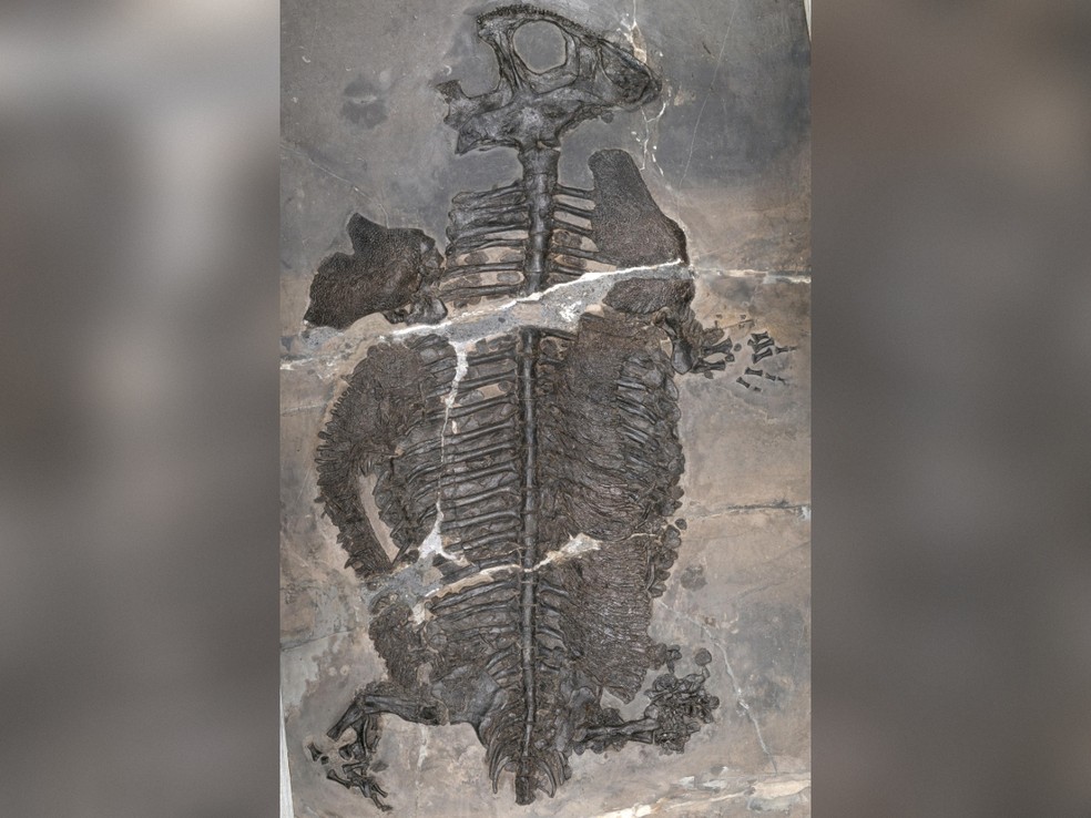 Fóssil do anfíbio marinho Gerrothorax maritimus, preservado com a barriga voltada para cima. — Foto: Ryosuke Motani