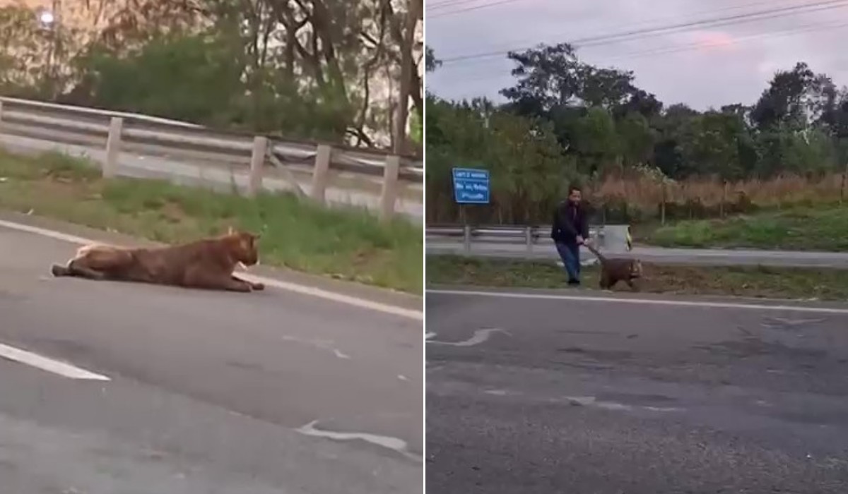 Homem puxa onça viva pelo rabo no meio de rodovia no interior de SP; VÍDEO
