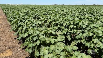 Giro do Campo: confira as principais notícias do agro no Tocantins