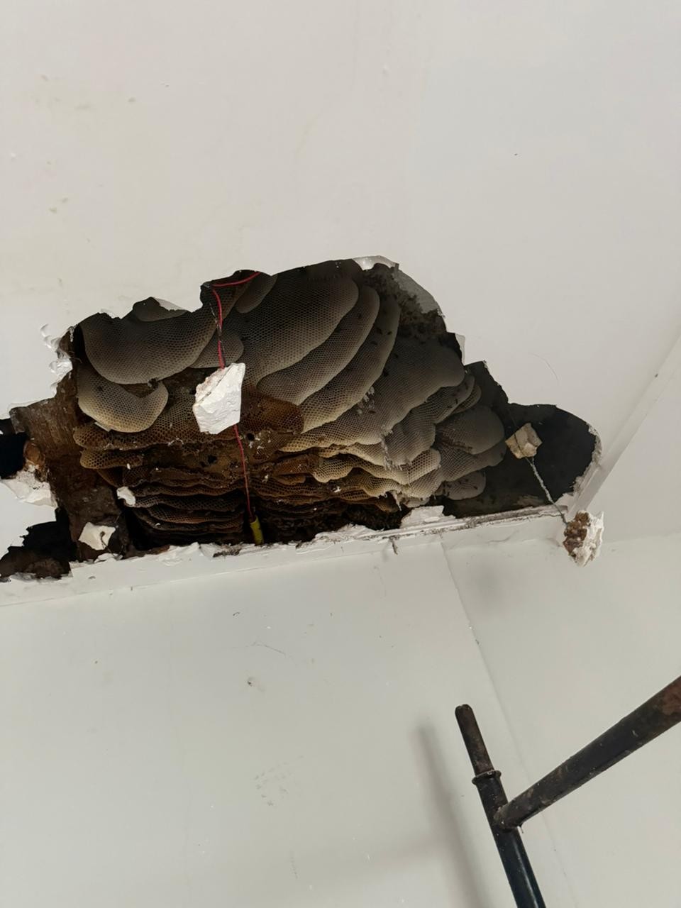 Colmeia gigante é descoberta no teto de apartamento; VEJA