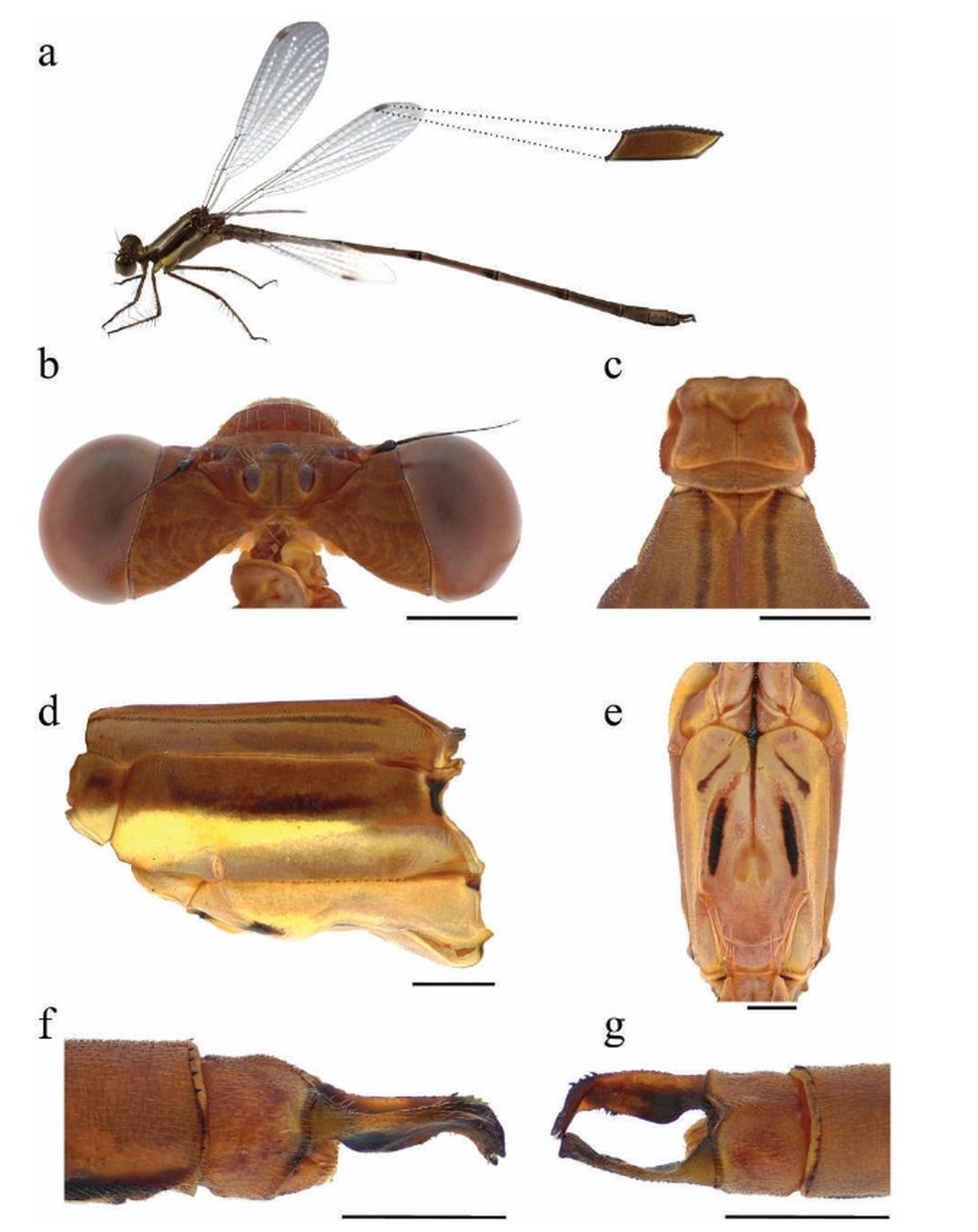 (a) visão geral do macho, destacando a mancha bicolor nas asas (pterostigma); (b) cabeça; (c) protórax (parte frontal do tórax); (d) porção principal do tórax (pterotórax); (e) padrão de coloração no peito (região peitoral); (f) apêndices caudais vistos de lado; (g) apêndices caudais vistos por cima (visão mediodorsal). — Foto: Divulgação