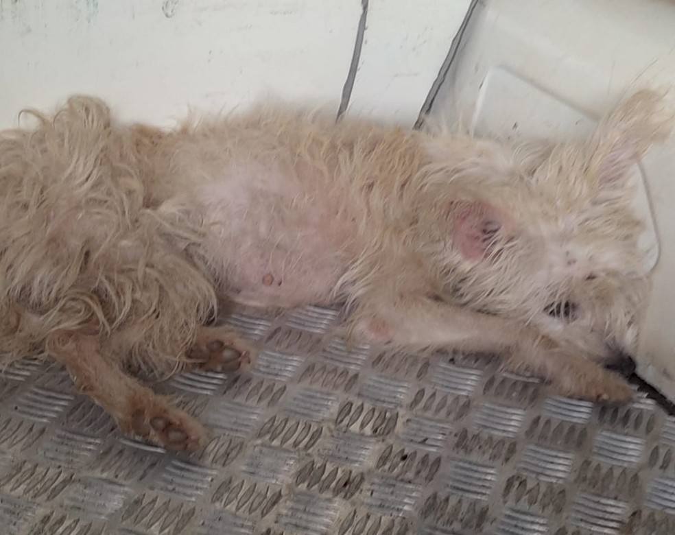 Cachorros vítimas de maus-tratos foram apreendidos em Martinópolis (SP) — Foto: Polícia Militar Ambiental