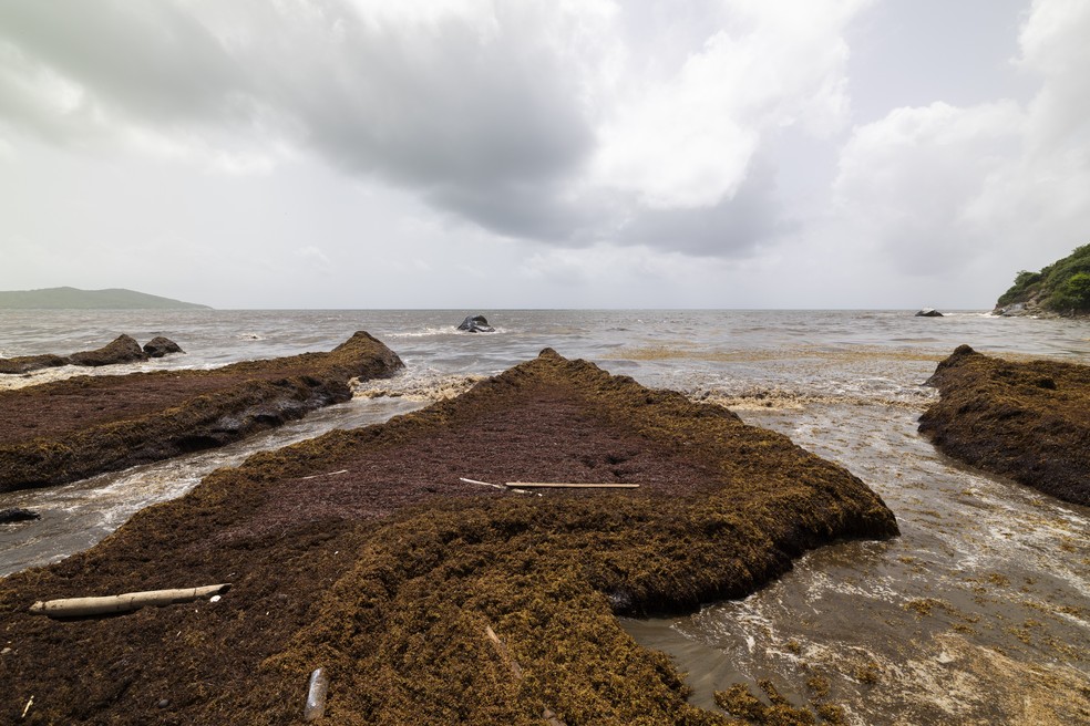 Alga marinha se reúne na costa de Playa Lucía, Yabucoa, Porto Rico — Foto: AP Photo/Alejandro Granadillo