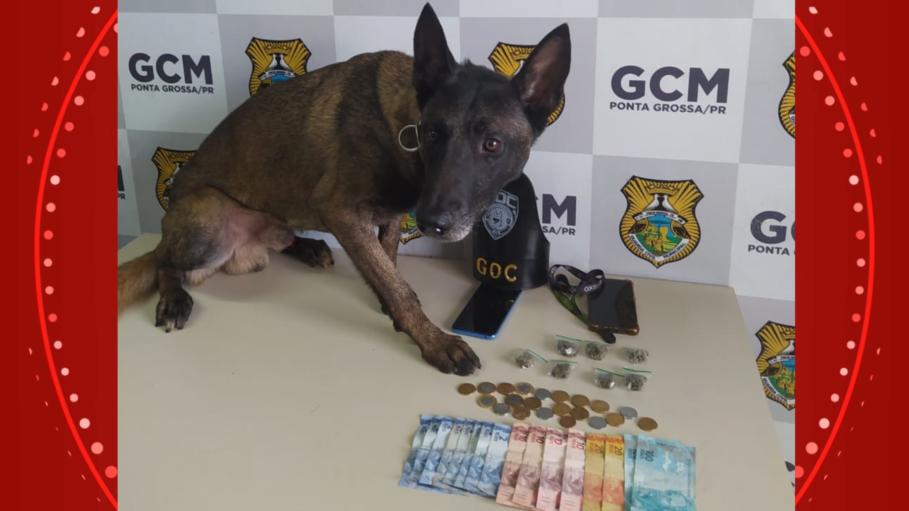 Homem esconde drogas nas partes íntimas, mas é descoberto por cão farejador em Ponta Grossa