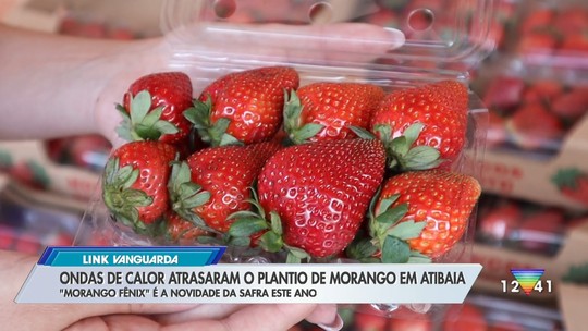 Safra de nova espécie de morango deve dar frutos ainda este ano em Atibaia; saiba o que muda na fruta - Programa: Link Vanguarda 
