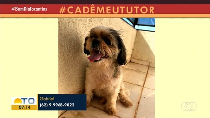Morador procura tutores de cadela encontrada na quadra 1.108 Sul